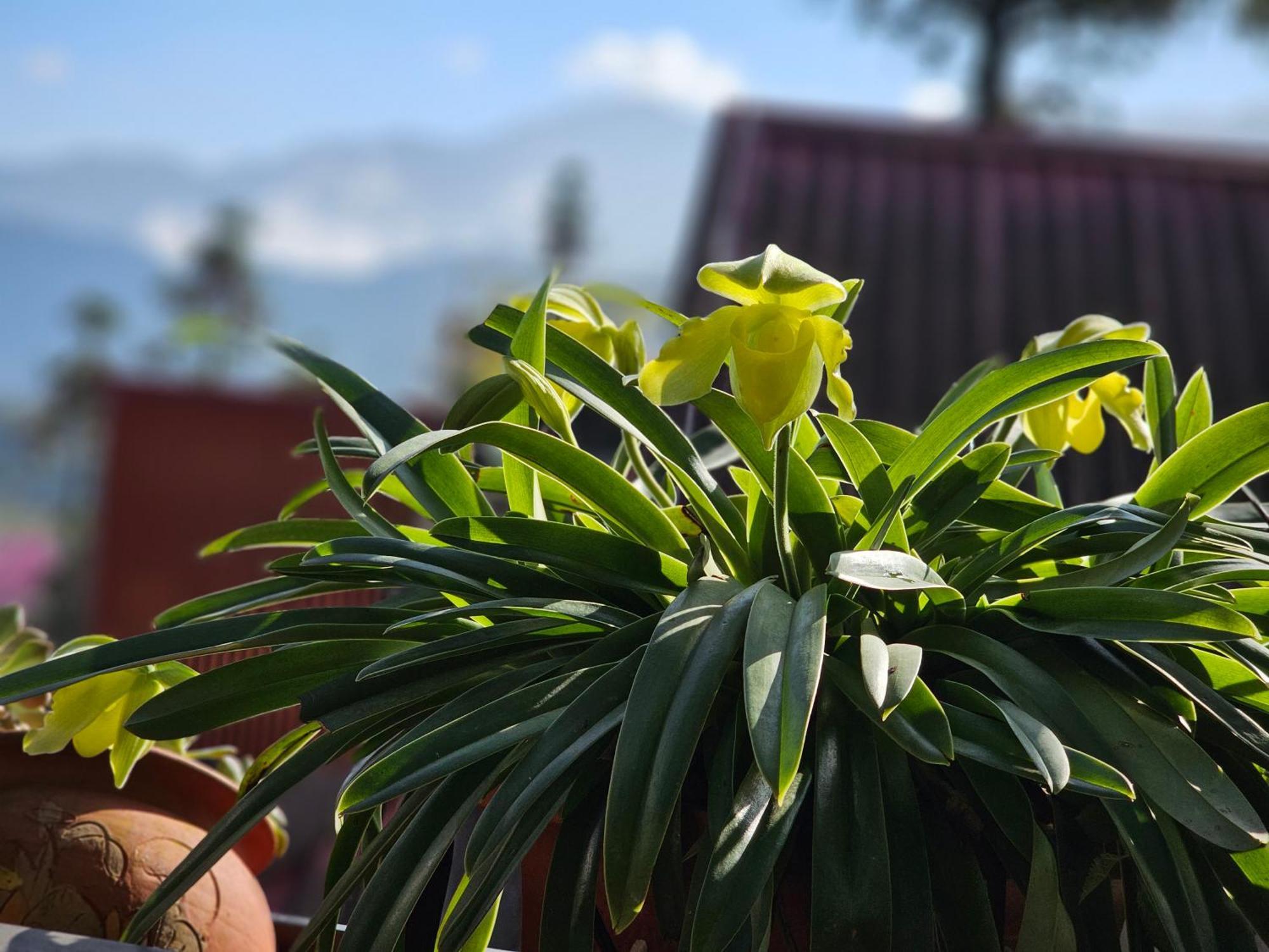 Dang Khoa Garden Inn Homestay Sapa Eksteriør billede
