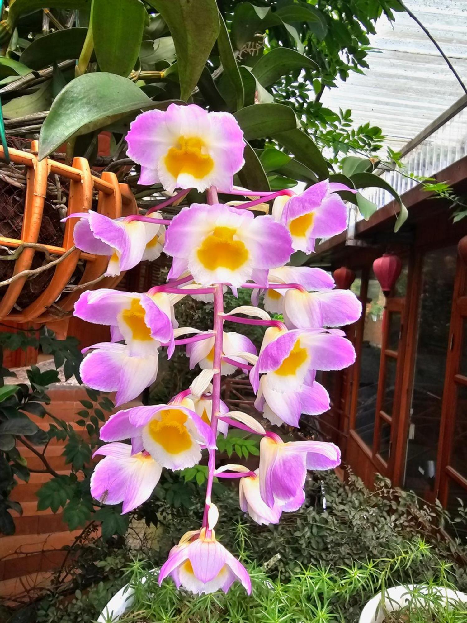 Dang Khoa Garden Inn Homestay Sapa Eksteriør billede