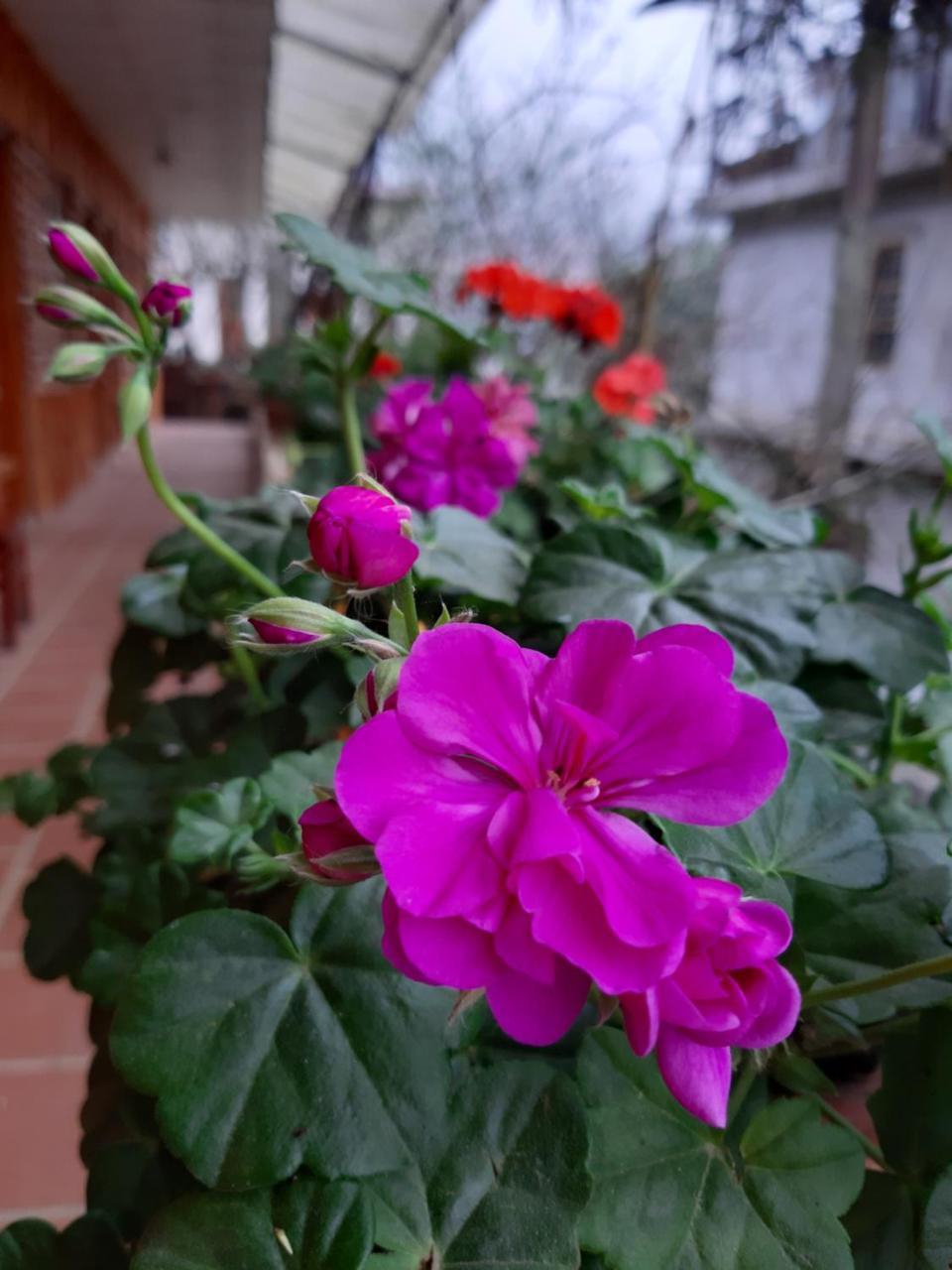 Dang Khoa Garden Inn Homestay Sapa Eksteriør billede