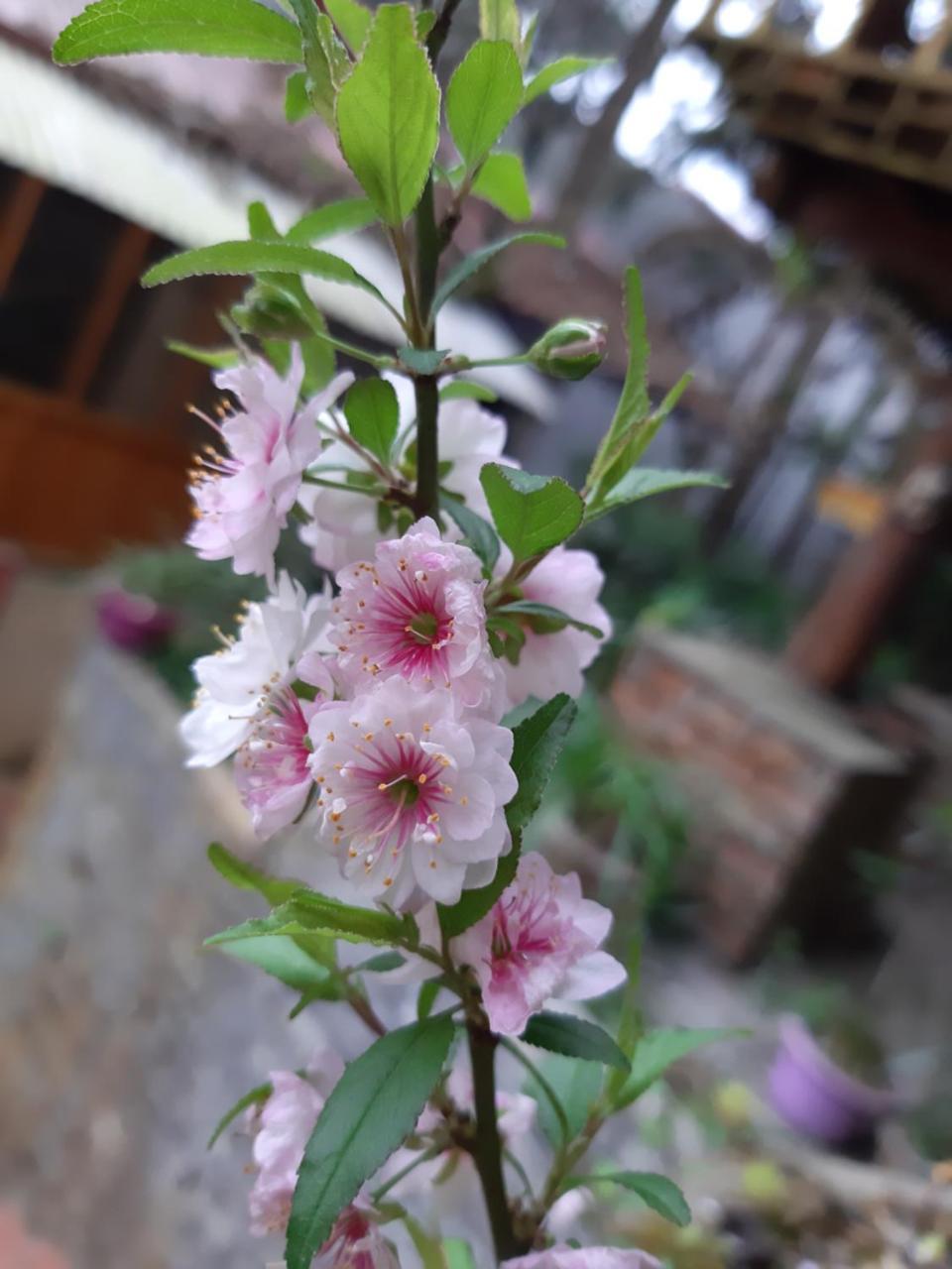 Dang Khoa Garden Inn Homestay Sapa Eksteriør billede
